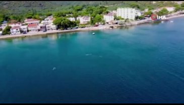 Bursa Gemlik Körfezi'nde yunuslardan görsel şölen
