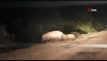 Bursa'da aç kalan domuz sürüsü köye indi