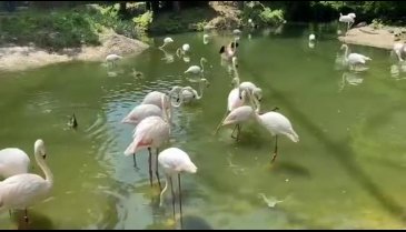 Bursa Hayvanat Bahçesi tıklım tıklım (ÖZEL HABER)