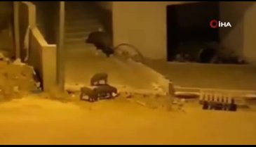 Bursa Mudanya'da aç kalan domuz sürüsü şehre indi