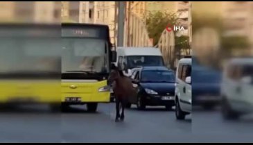 Bursa'da başıboş at trafiği aksattı