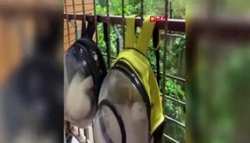 Parktan ördek çaldığı iddia edilen kadınlar konuştu