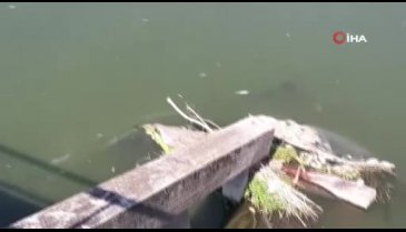 Çekya'da tonlarca balık telef oldu