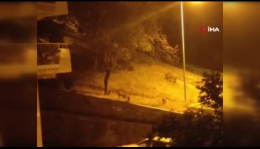 Bursa'da domuz sürüsü şehir merkezine indi