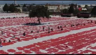 Torbalı'nın "kırmızı altınları" kurutulmak üzere serildi