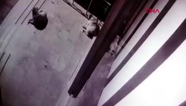 Köpeklere içki şişesi fırlattı