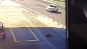 Demet Akalın bilerek köpeği ezen Suriyeli şahsa küfür etti