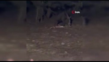 Bursa'da Uludağ'da ayıyla sohbet kamerada