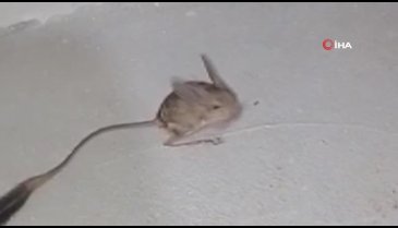 Türü tehlikede olan Arap tavşanı Bingöl'de görüldü