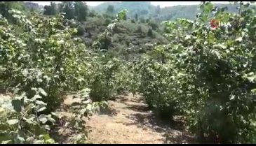 Serbest piyasada, fındık fiyatı TMO'nun üzerine çıkabilir