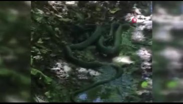 Yılanların birbirini yemeye çalışması ilginç görüntüler oluşturdu