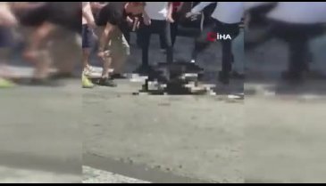 Yasaklı cins köpek Husky'e saldırdı