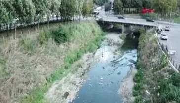 Balık ölümleri ile ilgili inceleme başlatıldı