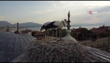 Tarihi bedesten üzerine yuva yapan leyleklere yoğun ilgi