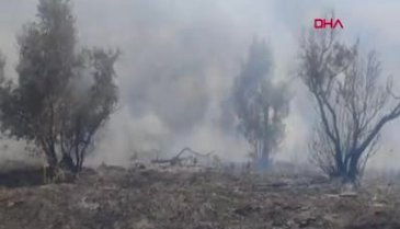 Bursa'da zeytinlikte yangın