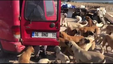 Gölyazılı Timur Yılmaz: Savunmasız canlar için sen de var mısın? - 2