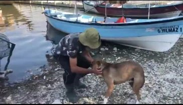 Gölyazılı Timur Yılmaz: Savunmasız canlar için sen de var mısın? - 3