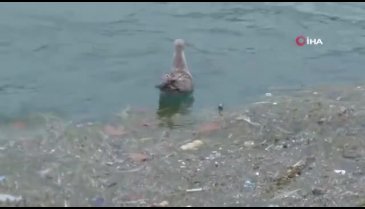 İstanbul sahillerinde deniz kirliliği