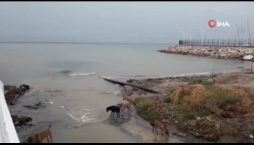 Bursa'da yağmur denizin rengini değiştirdi
