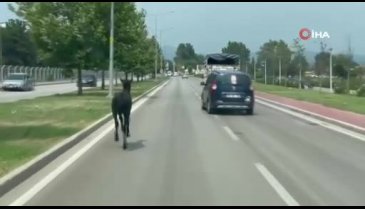 Bursa'da başıboş at trafiği birbirine kattı