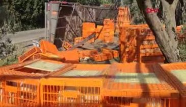 Bursa'da tır devrildi, yüzlerce tavuk telef oldu