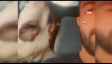 Yem pahalılığından bunalıma giren buzağısını arabayla gezdirdi
