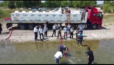 Bursa'da yavru sazanlar suya bırakıldı