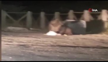 Aç kalan ayı Uludağ'da oteller bölgesine geldi