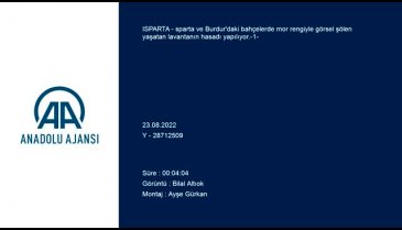 Isparta ve Burdur'da lavanta hasadı telaşı
