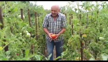 Ata tohum ile yetiştirilen domatesler gelecek nesillere aktarılıyor
