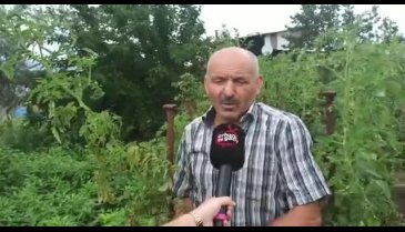 Ata tohum ile yetiştirilen domatesler gelecek nesillere aktarılıyor-2
