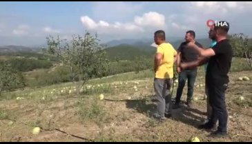 Bursa'da sağanak yağışla birlikte gelen dolu, çiftçiyi vurdu