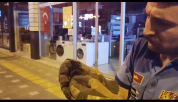 Bursa'da gece yarısı eve giren yarasa  itfaiye ekiplerini harekete geçirdi