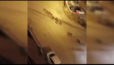 Bursa'da domuzlar şehir merkezine indi