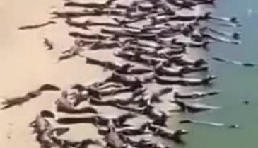 Korkunç görüntü! Yüzlerce timsah karaya çıktı