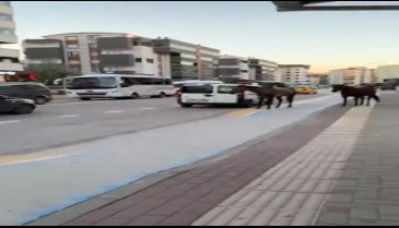 Bursa'da atlar trafikte zor anlar yaşattı