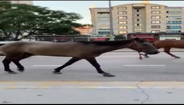 Bursa'da atlar trafikte zor anlar yaşattı - 2