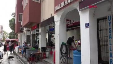 Palamudun fiyatında yarı yarıya düşüş