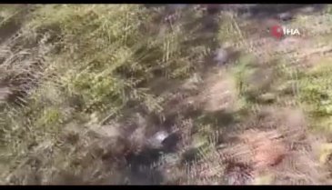 Tokat'ta koli içinde 10 yavru köpek bulundu