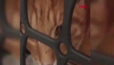 Çamaşır suyu ile kedi zehirleme olayına inceleme başlatıldı