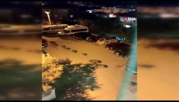 Yine Mudanya, yine domuz sürüsü