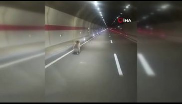 Tünele giren yolcu otobüsünün önüne ayı çıktı