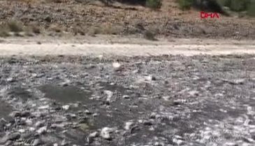 Salda Gölü'nde salyalaşma ve kararma uyarısı