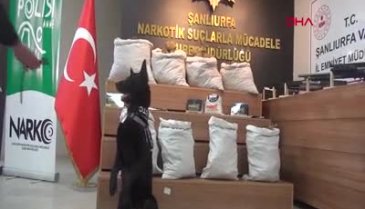 Şanlıurfa'da torbacı operasyonunda 86 kişiye gözaltı