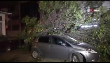 Bursa'da park halindeki 3 otomobilin üzerine ağaç devrildi