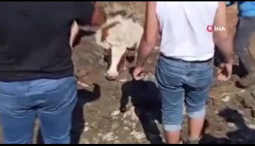 Bursa'da inek bataklığa saplandı