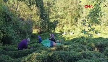Rize Çayı 98 yıl sonra tescillendi