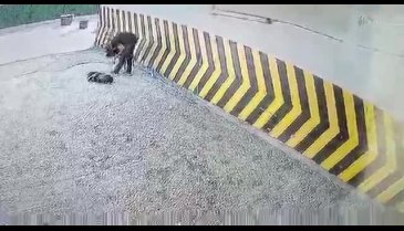 Bursa'da köpeğe şiddet kameralara yansıdı