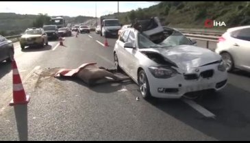 İstanbul'da araç yola çıkan ata çarptı: 1 yaralı
