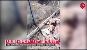 Bursa Mudanya'da başıboş köpekler 12 koyunu telef etti